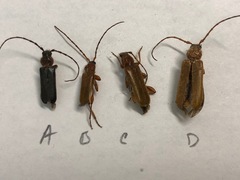 Phymatodes testaceus