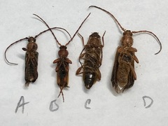 Phymatodes testaceus