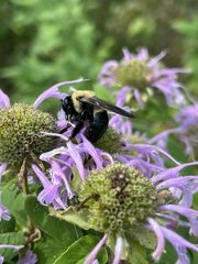 Xylocopa virginica