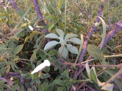 Ipomoea pes-tigridis
