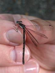 Lestes forcipatus