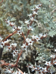 Goniolimon tataricum