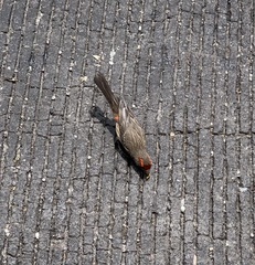 Haemorhous mexicanus