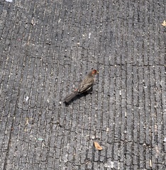 Haemorhous mexicanus