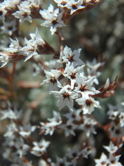 Goniolimon tataricum