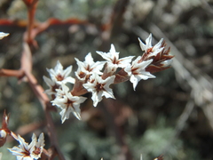 Goniolimon tataricum