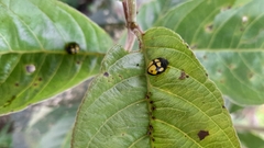 Epilachna mexicana