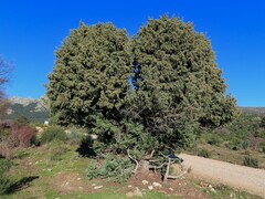 Juniperus oxycedrus badia