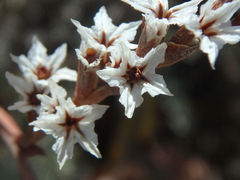 Goniolimon tataricum