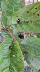 Epilachna mexicana