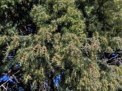 Juniperus oxycedrus badia