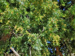 Juniperus oxycedrus badia