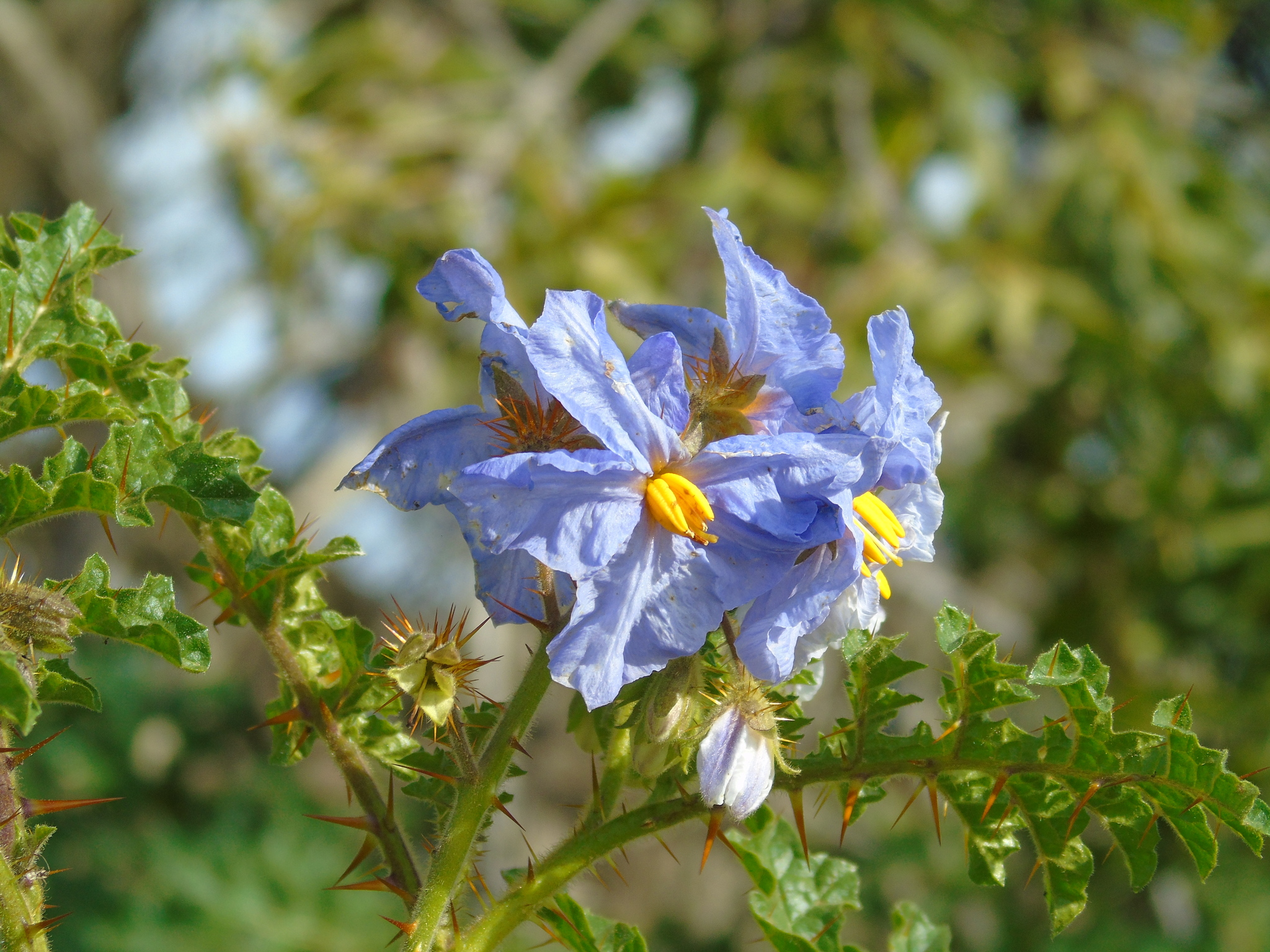 Solanum sisymbriifolium DSC09041(1) Planta do joá-bravo, j…