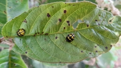 Epilachna mexicana