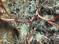 Goniolimon tataricum