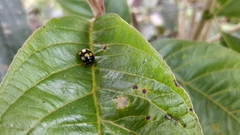 Epilachna mexicana