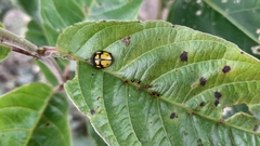 Epilachna mexicana