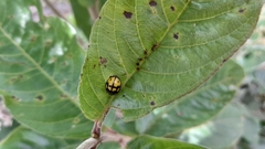 Epilachna mexicana