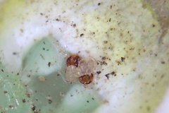Araneus guttulatus