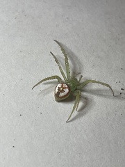 Araneus guttulatus