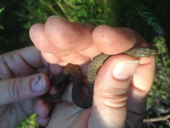 Thamnophis rufipunctatus