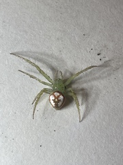 Araneus guttulatus