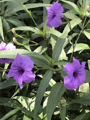 Ruellia simplex