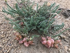 Astragalus lentiginosus semotus