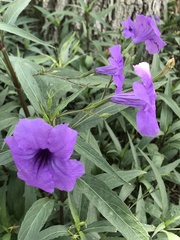 Ruellia simplex