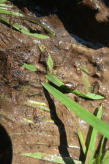 Platambus maculatus