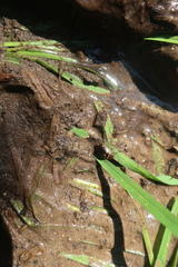 Platambus maculatus