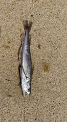 Merluccius bilinearis