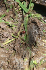 Platambus maculatus