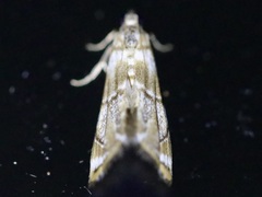 Eoparargyractis plevie