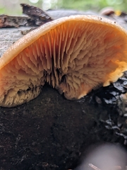 Lentinellus montanus