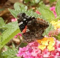 Vanessa atalanta
