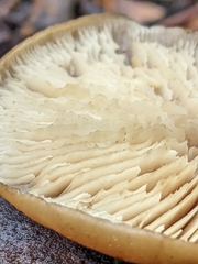 Lentinellus montanus