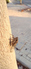Cicada orni