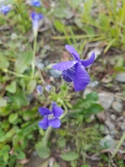 Gentianopsis thermalis