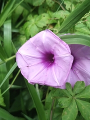 Ipomoea cairica