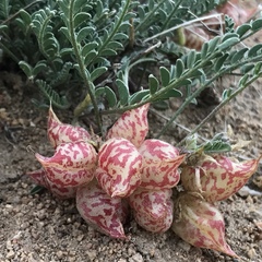 Astragalus lentiginosus semotus