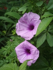 Ipomoea cairica