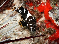 Epinephelus maculatus