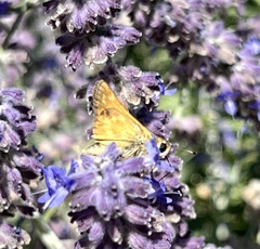 Atalopedes campestris