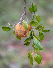 Landolphia kirkii