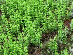 Galium platygalium