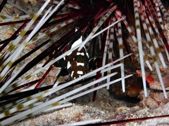Epinephelus maculatus