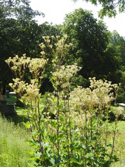 Arnoglossum