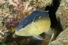 Pseudochromis perspicillatus