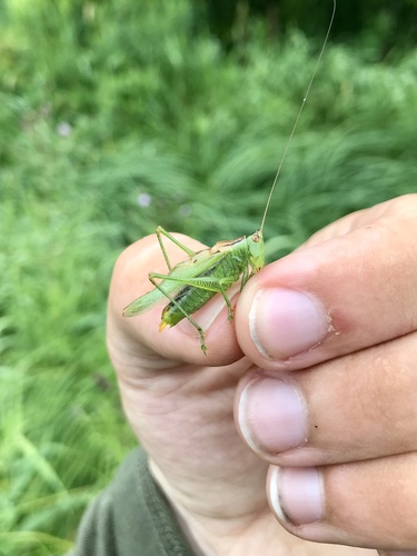Gladiator Meadow Katydid photo 5